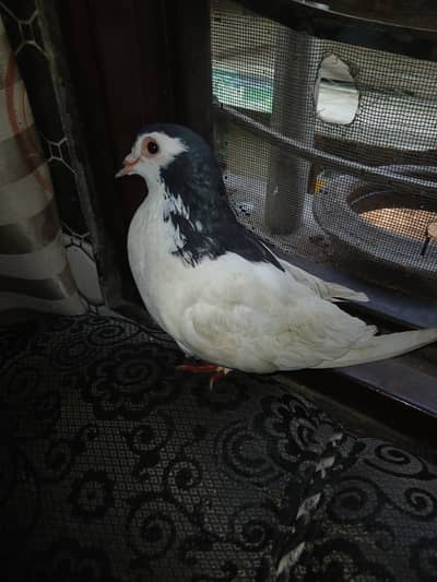 tamed bird no wild