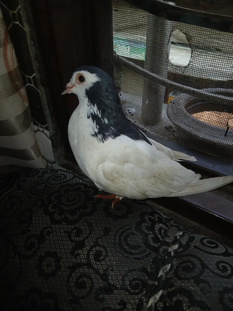 tamed bird no wild