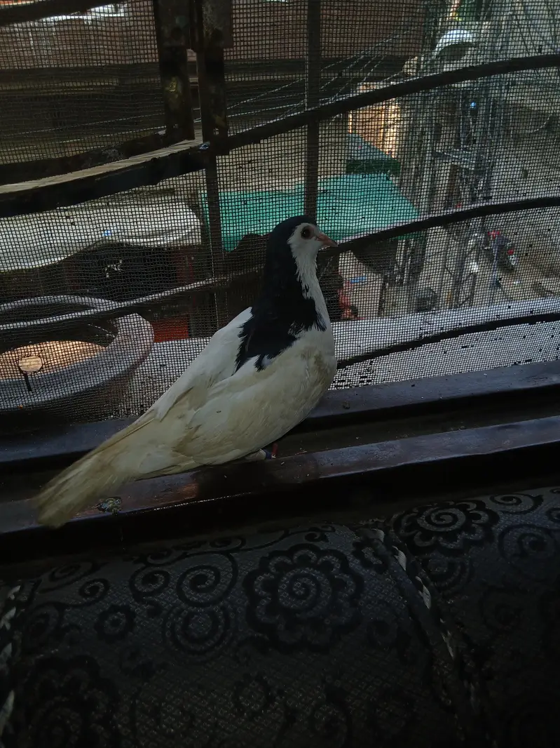 tamed bird no wild — photo 2