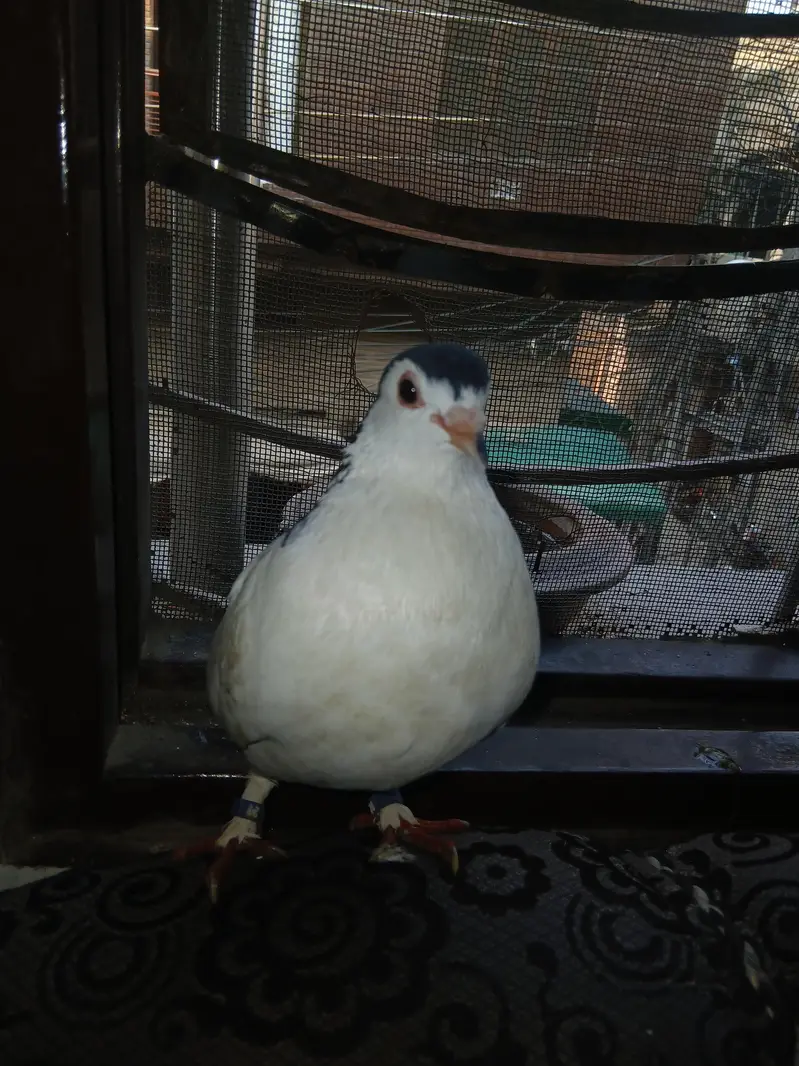 tamed bird no wild — photo 3