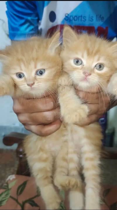 Persian cat pair