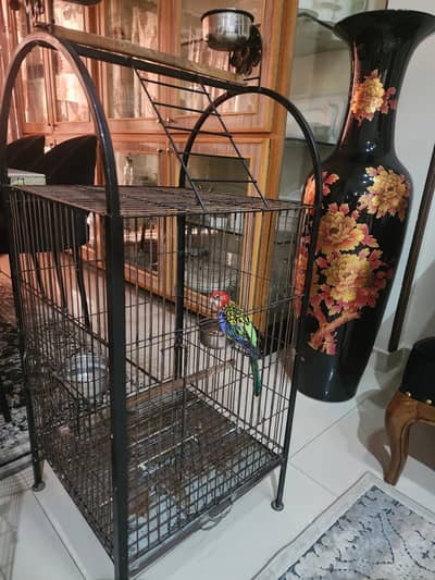 Rosella parrot for sale