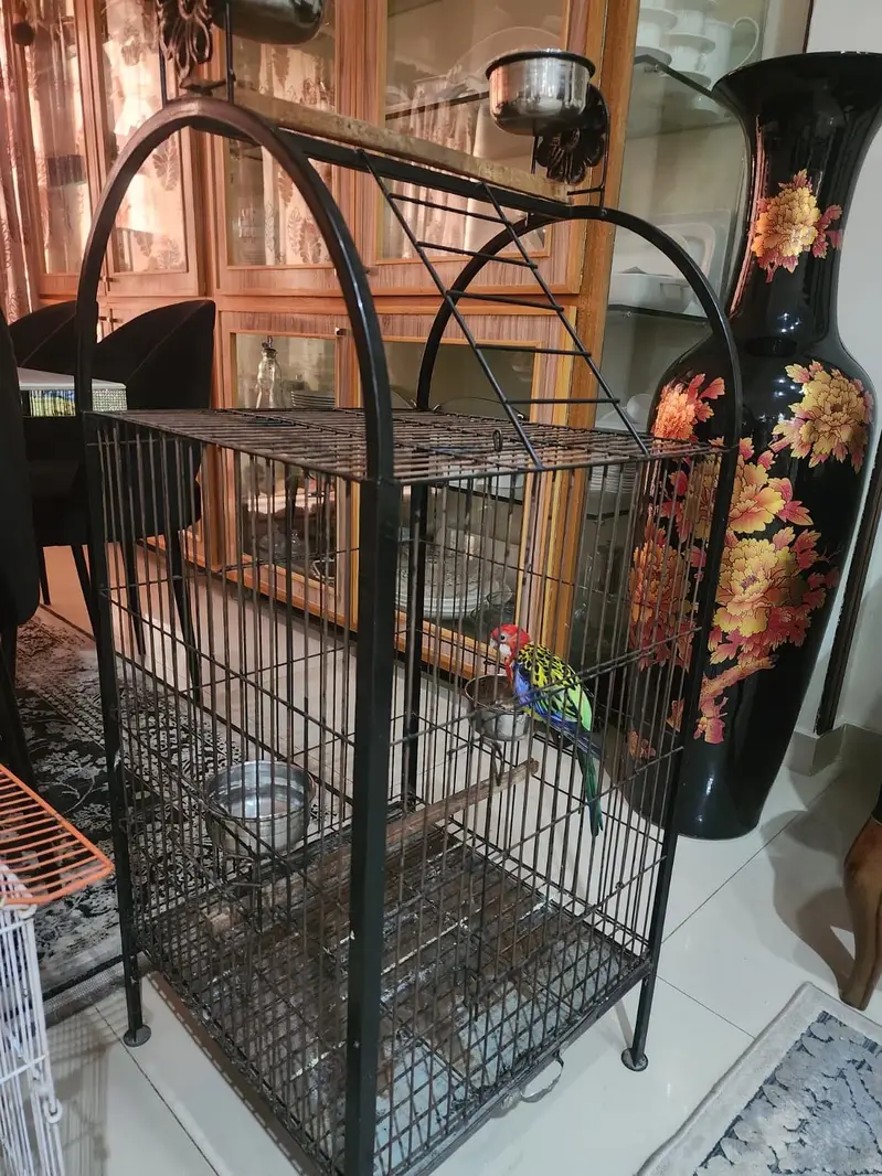 Rosella parrot for sale — photo 2