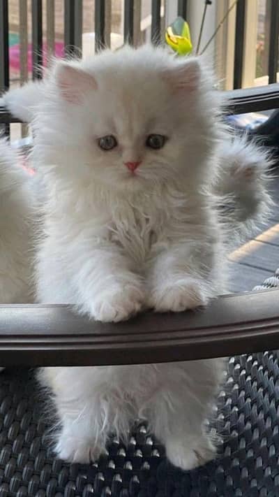 A kitten that wants to be your best friend.