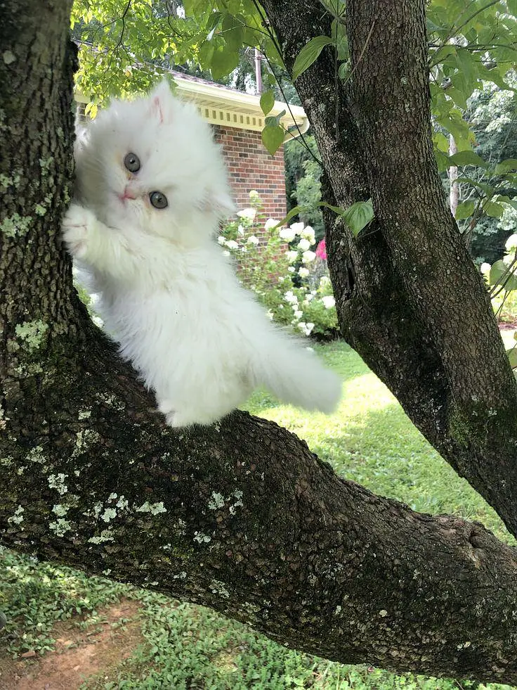 A kitten that wants to be your best friend. — photo 3