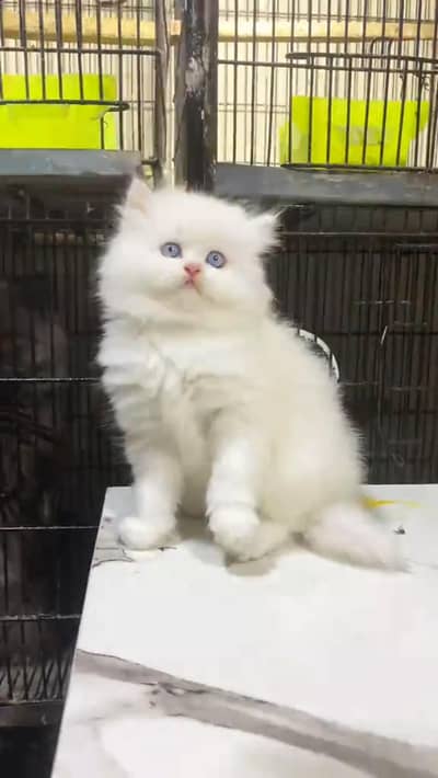Persian kittens triple coat punch face 03444272486 WhatsApp