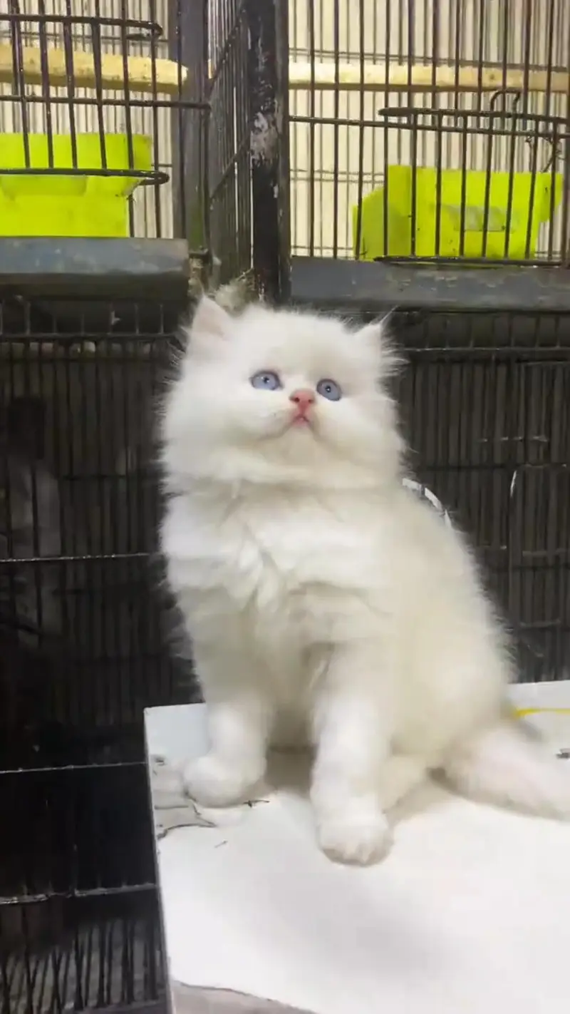 Persian kittens triple coat punch face 03444272486 WhatsApp — photo 2