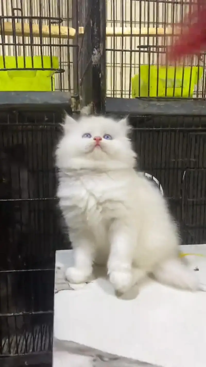Persian kittens triple coat punch face 03444272486 WhatsApp — photo 3