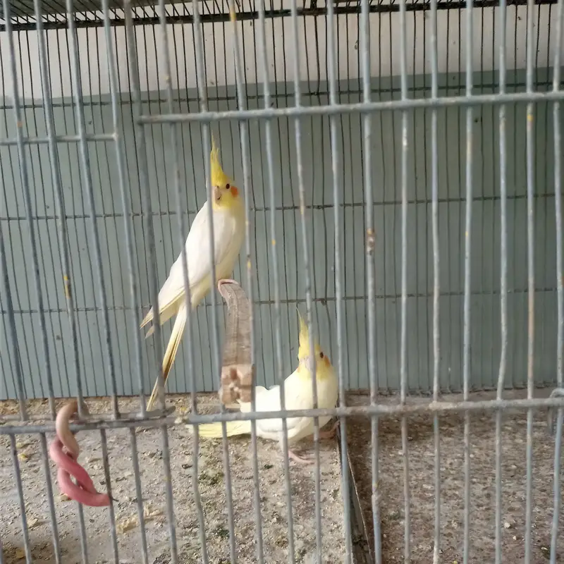 cream pair — photo 4