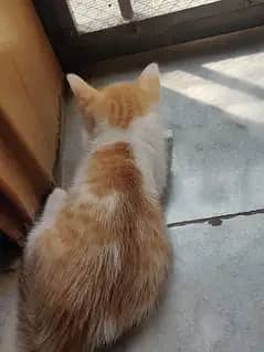 kitten