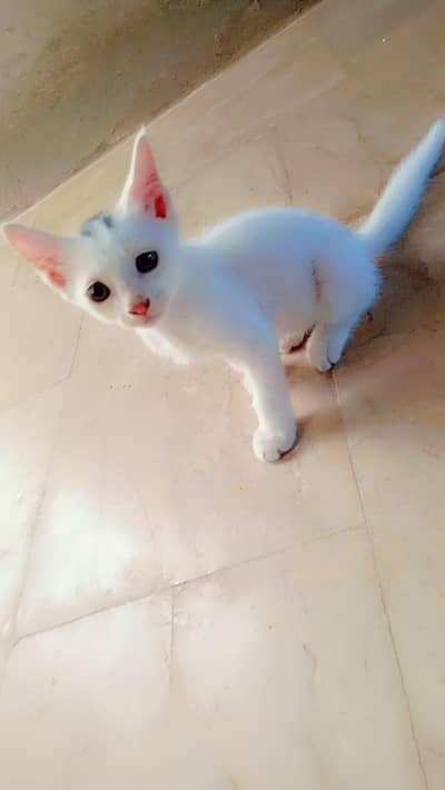 Original Pure Turkish Angora Kitten