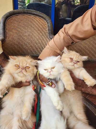 Extreme Punch Face Male and Female Cats