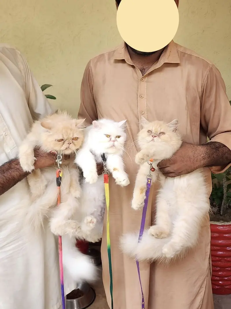 Extreme Punch Face Male and Female Cats — photo 2