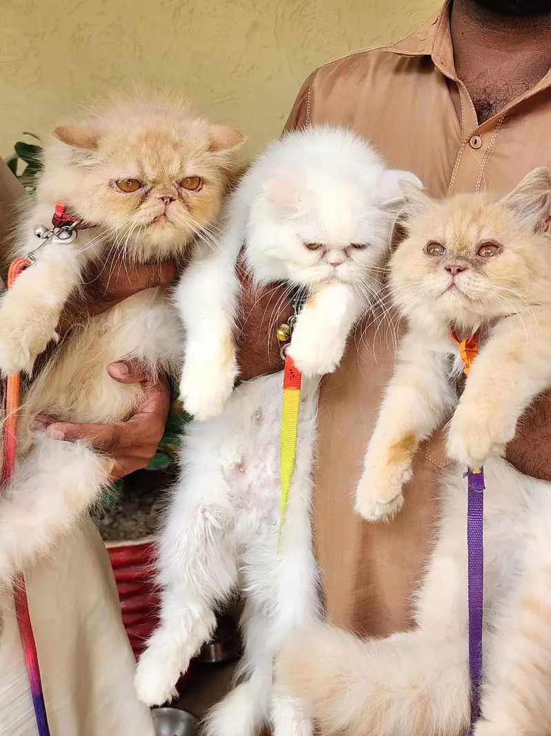 Extreme Punch Face Male and Female Cats — photo 3