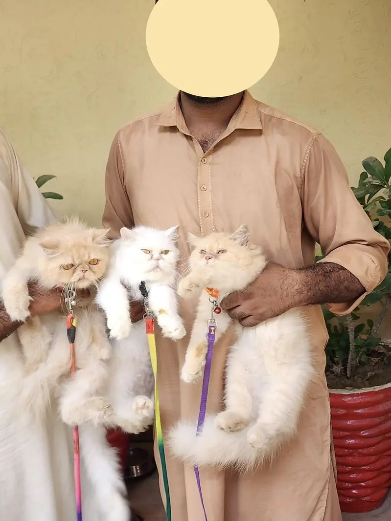 Extreme Punch Face Male and Female Cats — photo 4