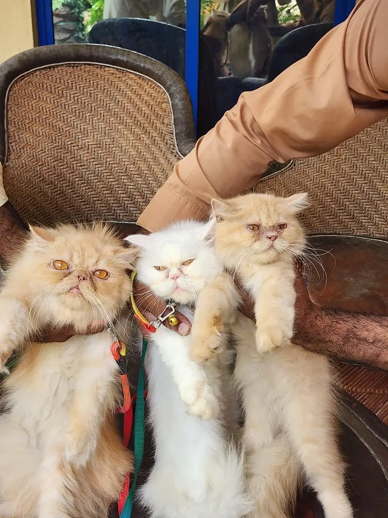 Extreme Punch Face Male and Female Cats — photo 5