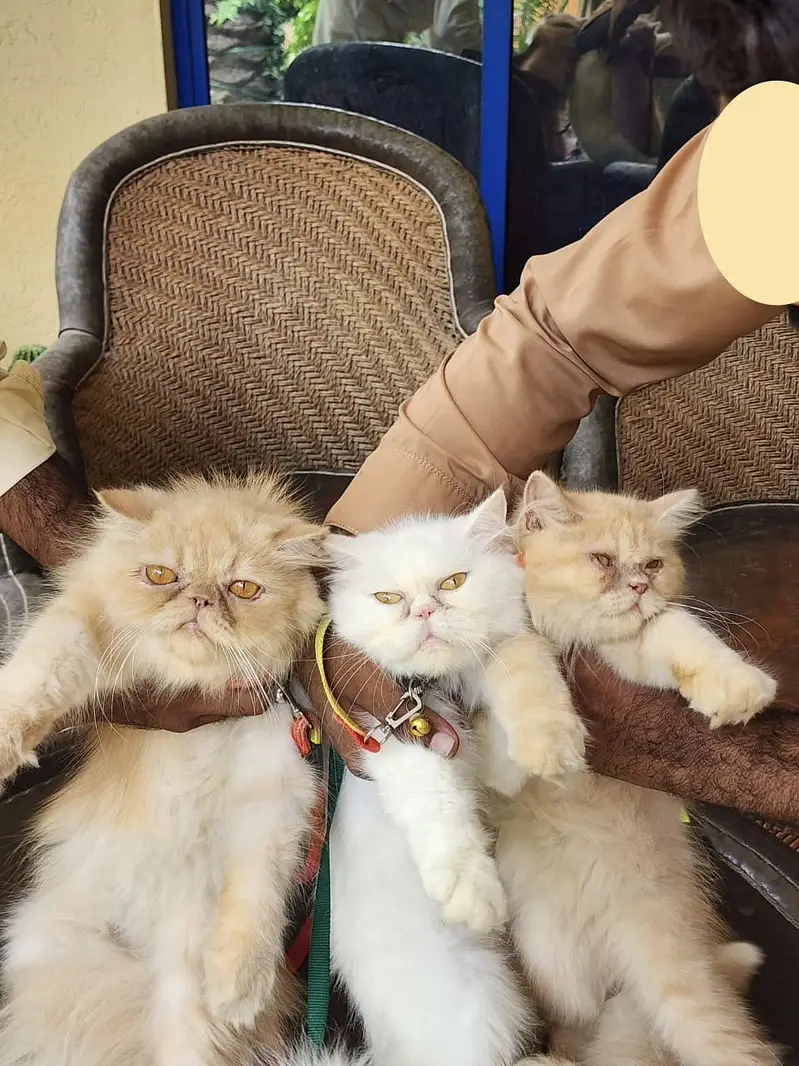 Extreme Punch Face Male and Female Cats — photo 6