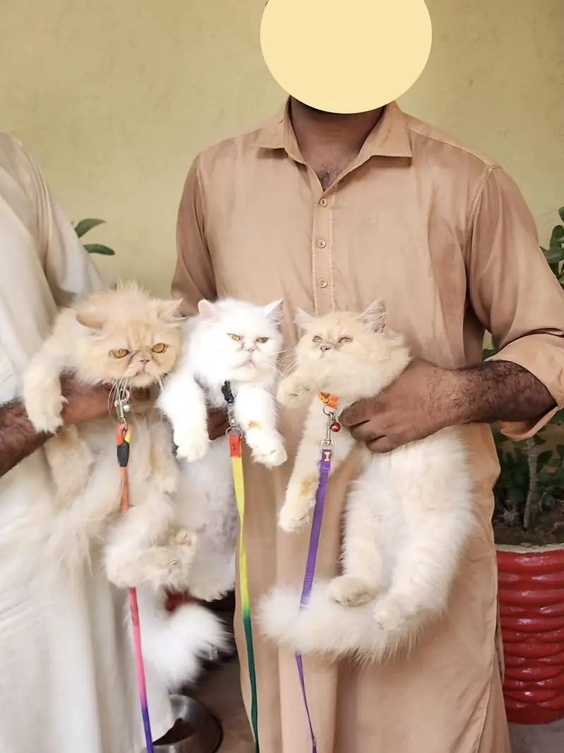 Extreme Punch Face Male and Female Cats — photo 7