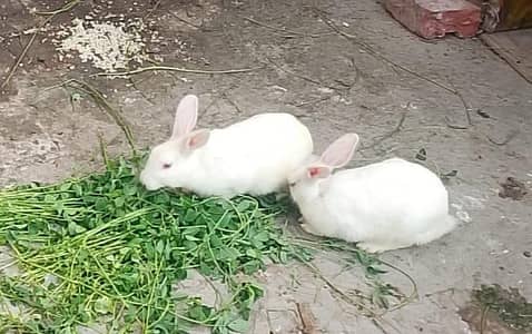 Male and Female rabbit white color