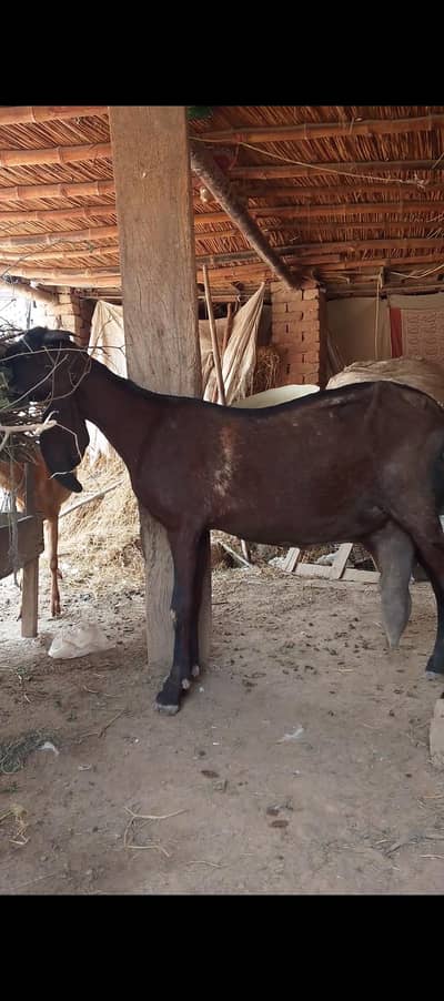 nagri bkri aur bacha for sale