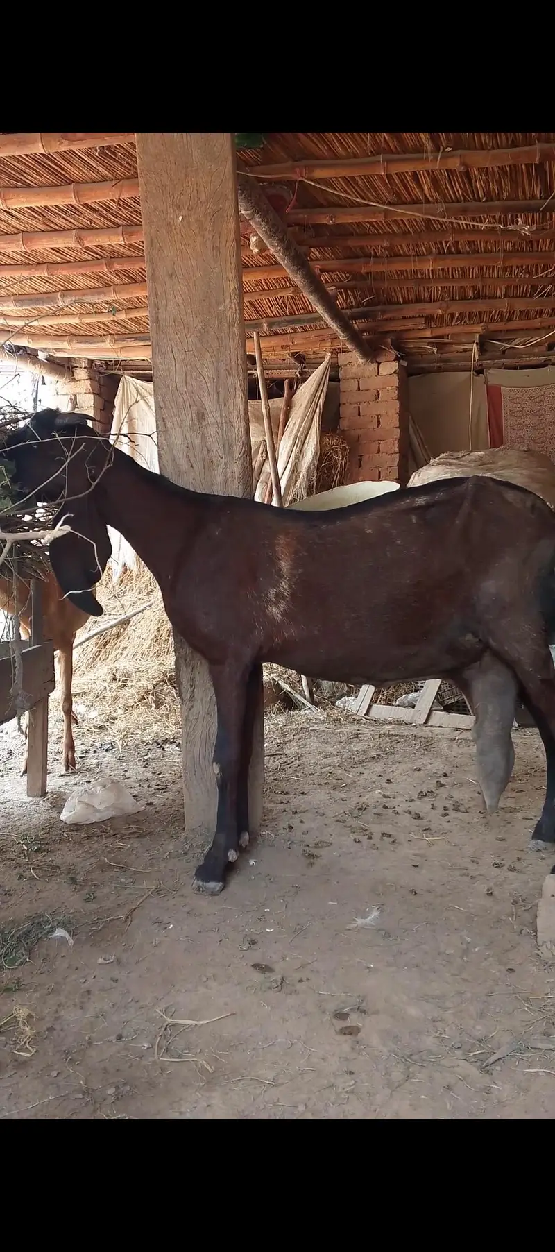 nagri bkri aur bacha for sale