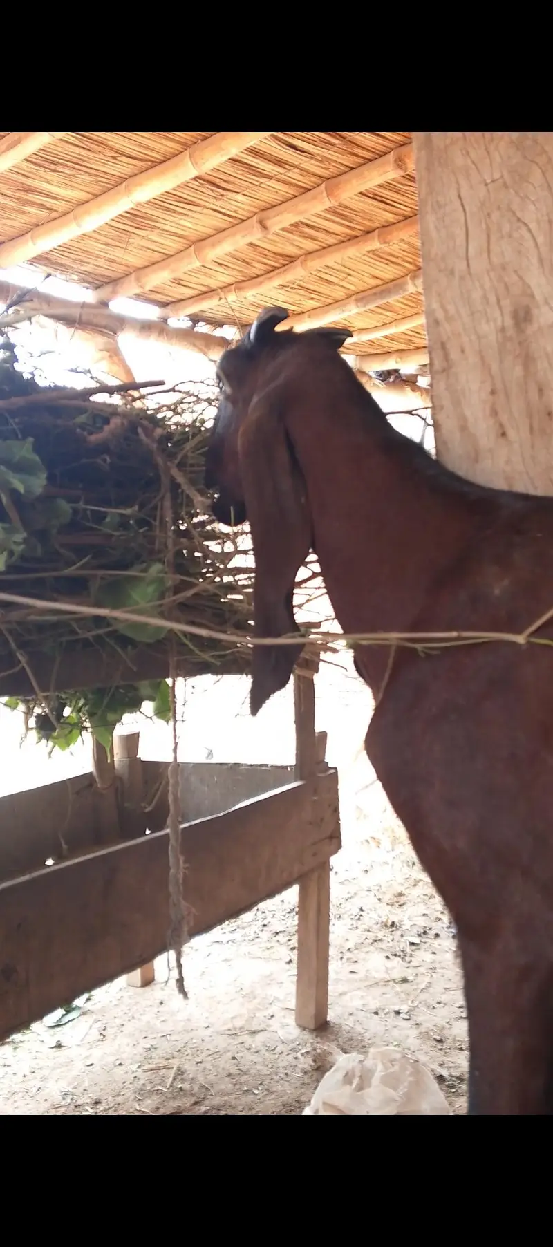 nagri bkri aur bacha for sale — photo 2