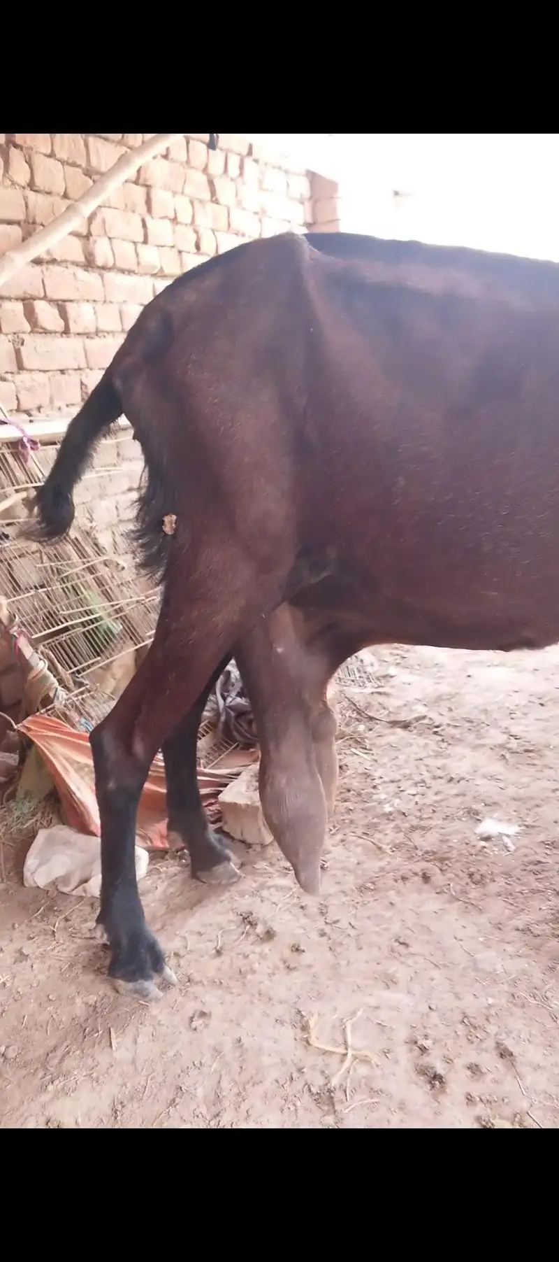nagri bkri aur bacha for sale — photo 3