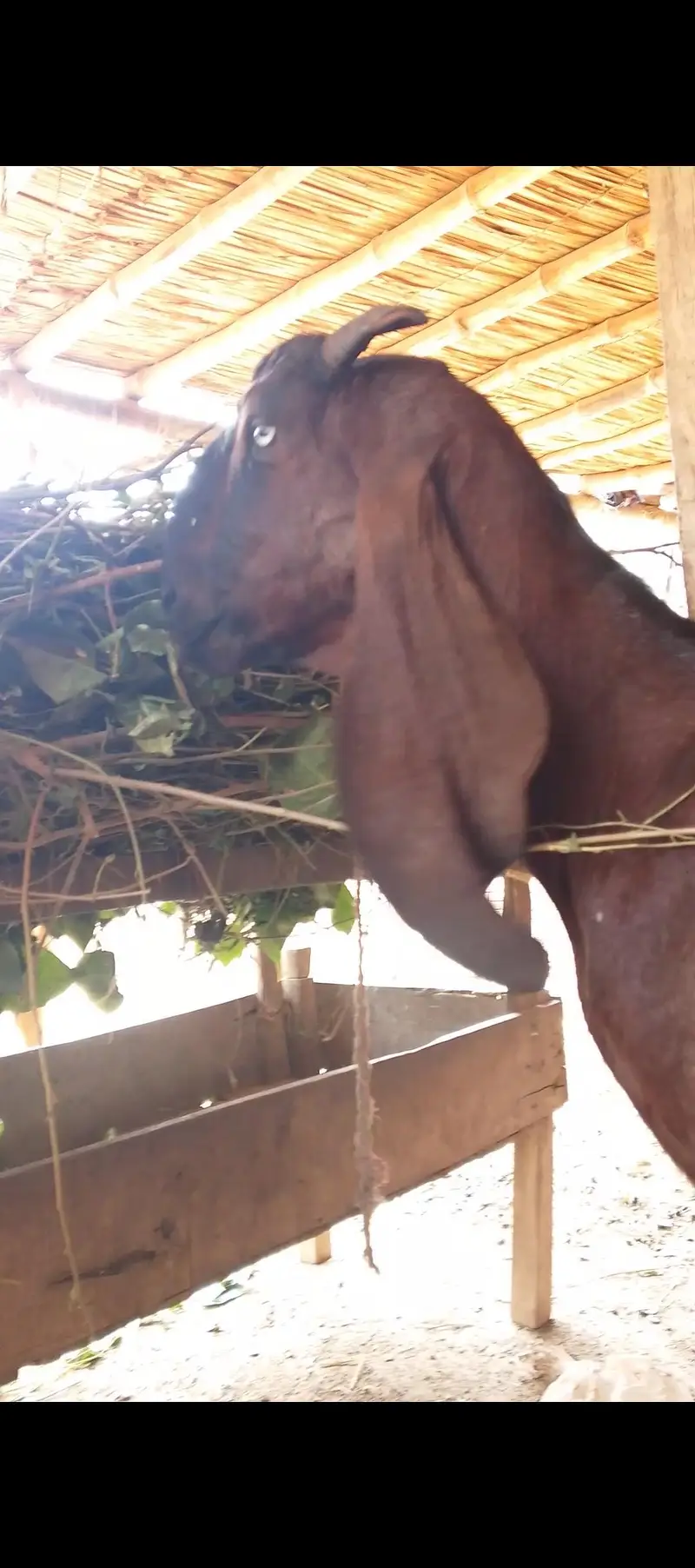 nagri bkri aur bacha for sale — photo 4