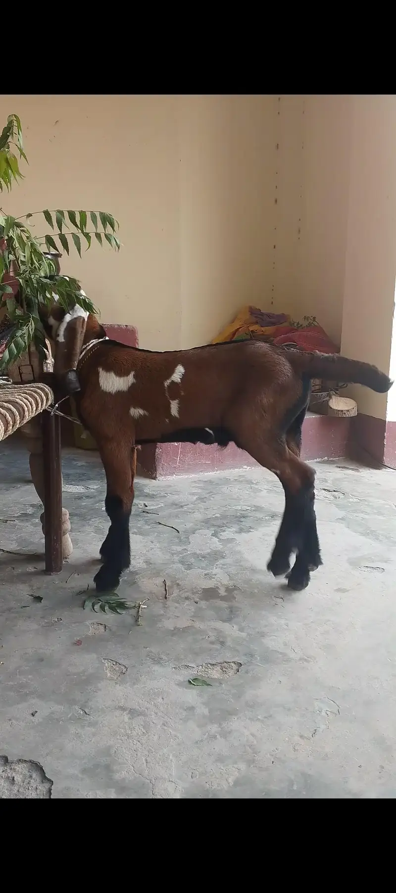 nagri bkri aur bacha for sale — photo 6