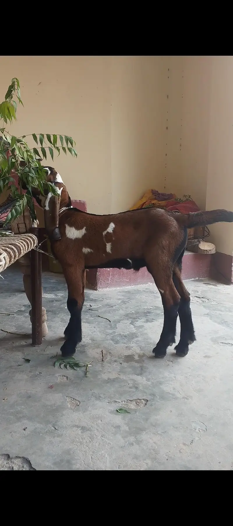 nagri bkri aur bacha for sale — photo 7
