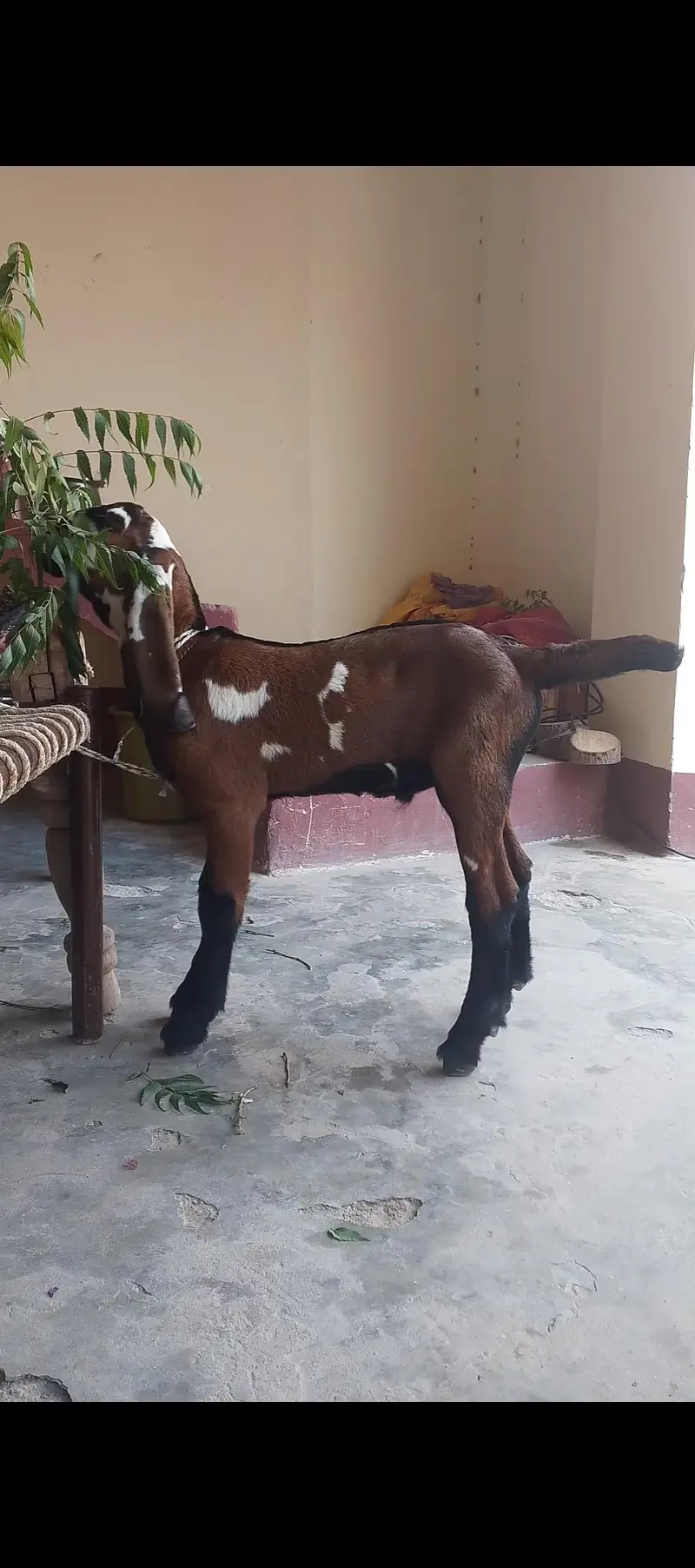 nagri bkri aur bacha for sale — photo 8