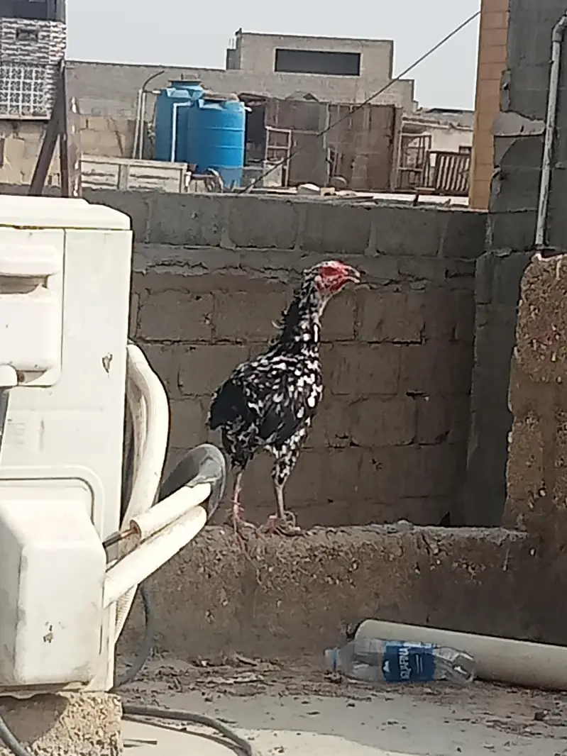 aseel murgi — photo 2