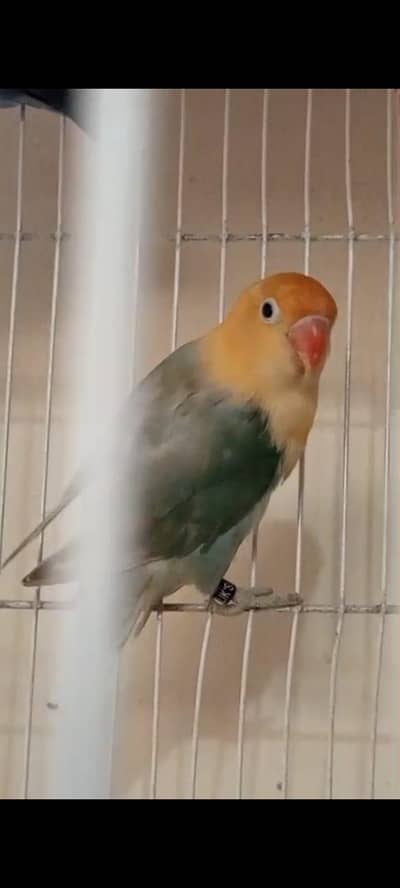 Love birds and budgies breeder pair