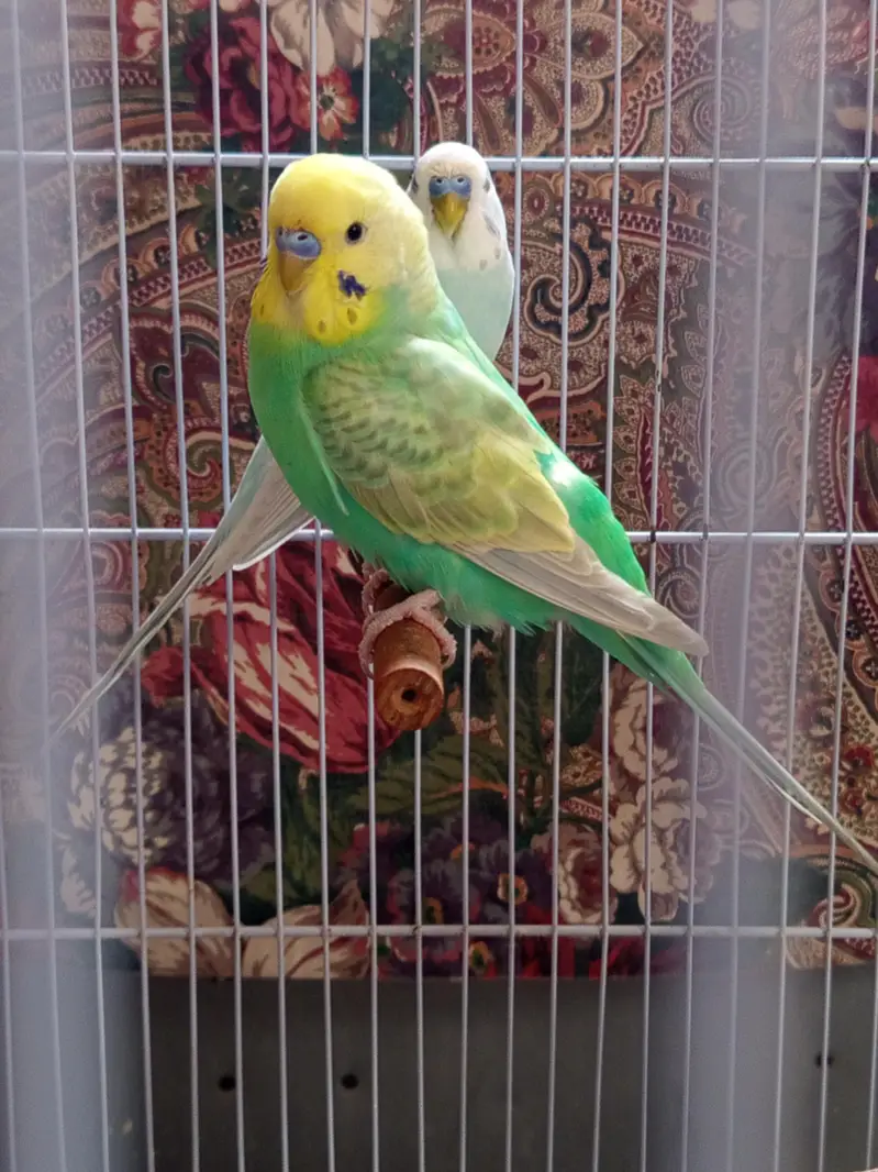 Love birds and budgies breeder pair — photo 2