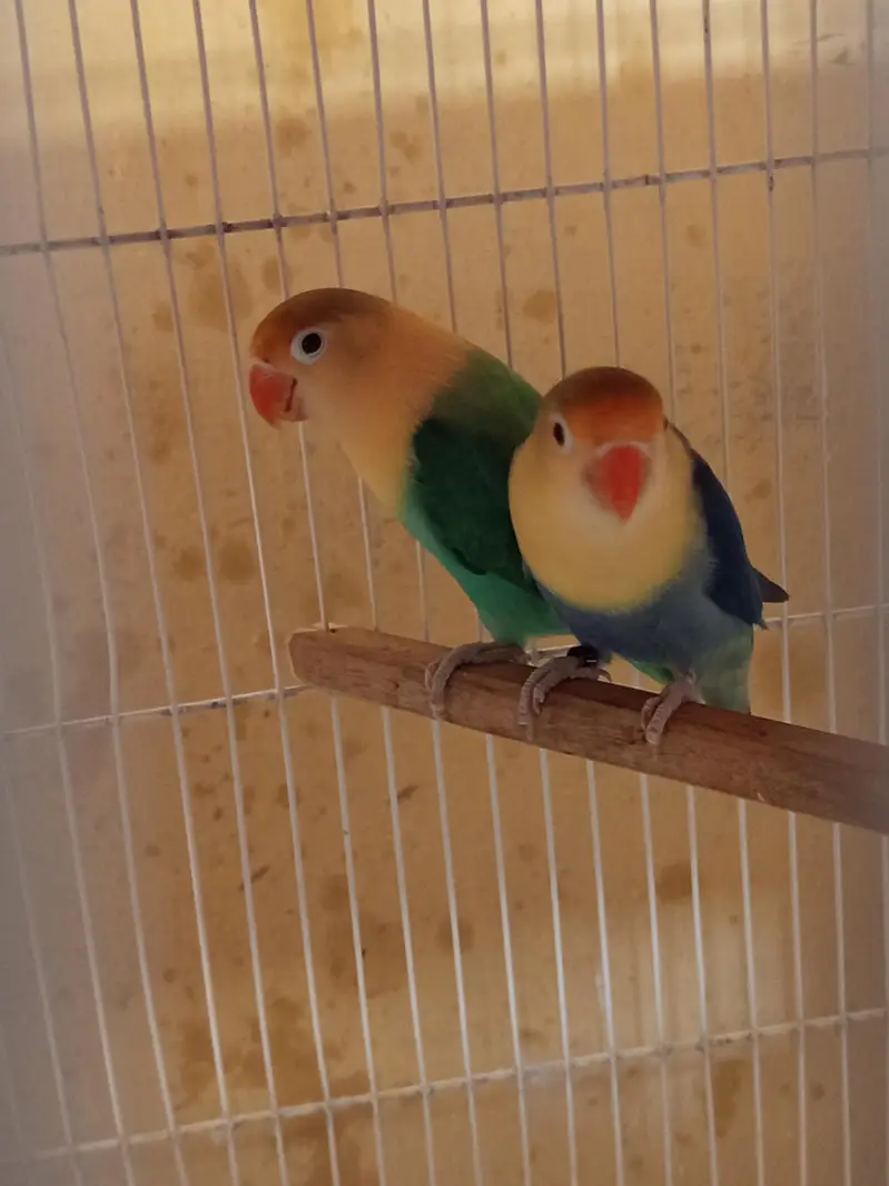 Love birds and budgies breeder pair — photo 3