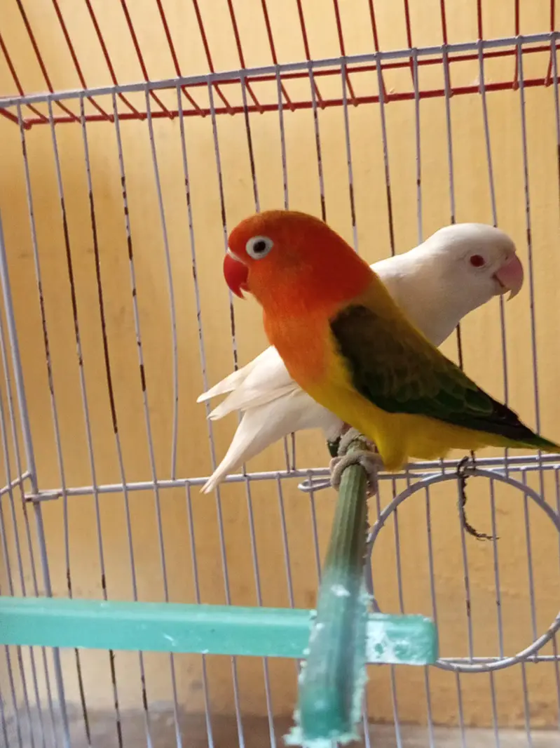 Love birds and budgies breeder pair — photo 4