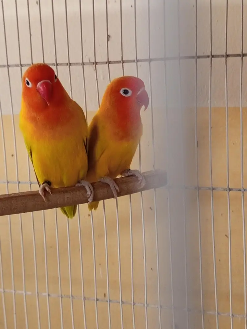 Love birds and budgies breeder pair — photo 5