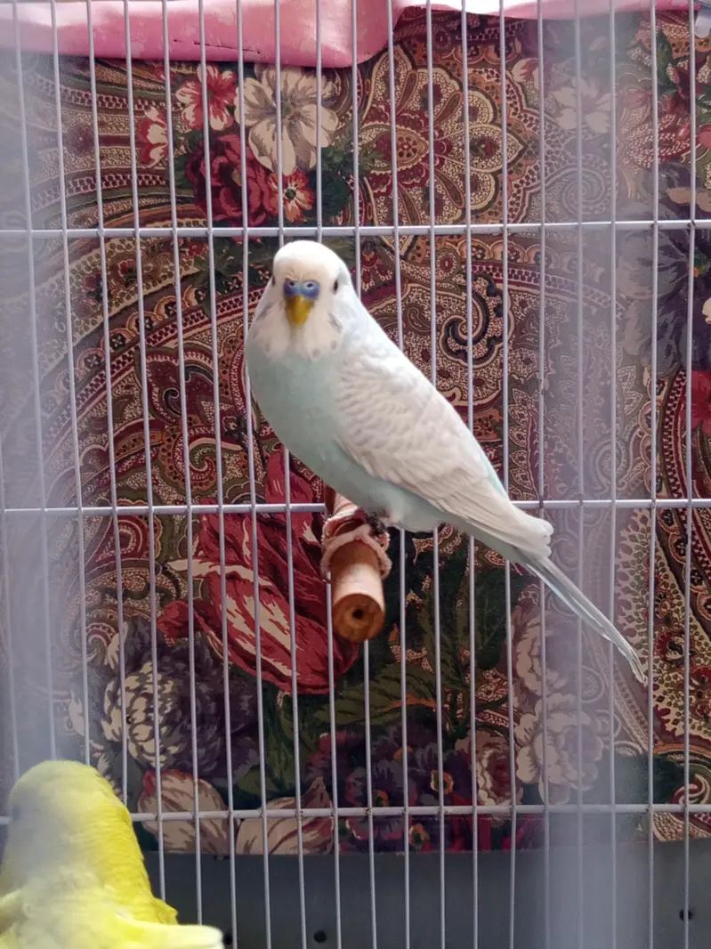 Love birds and budgies breeder pair — photo 6