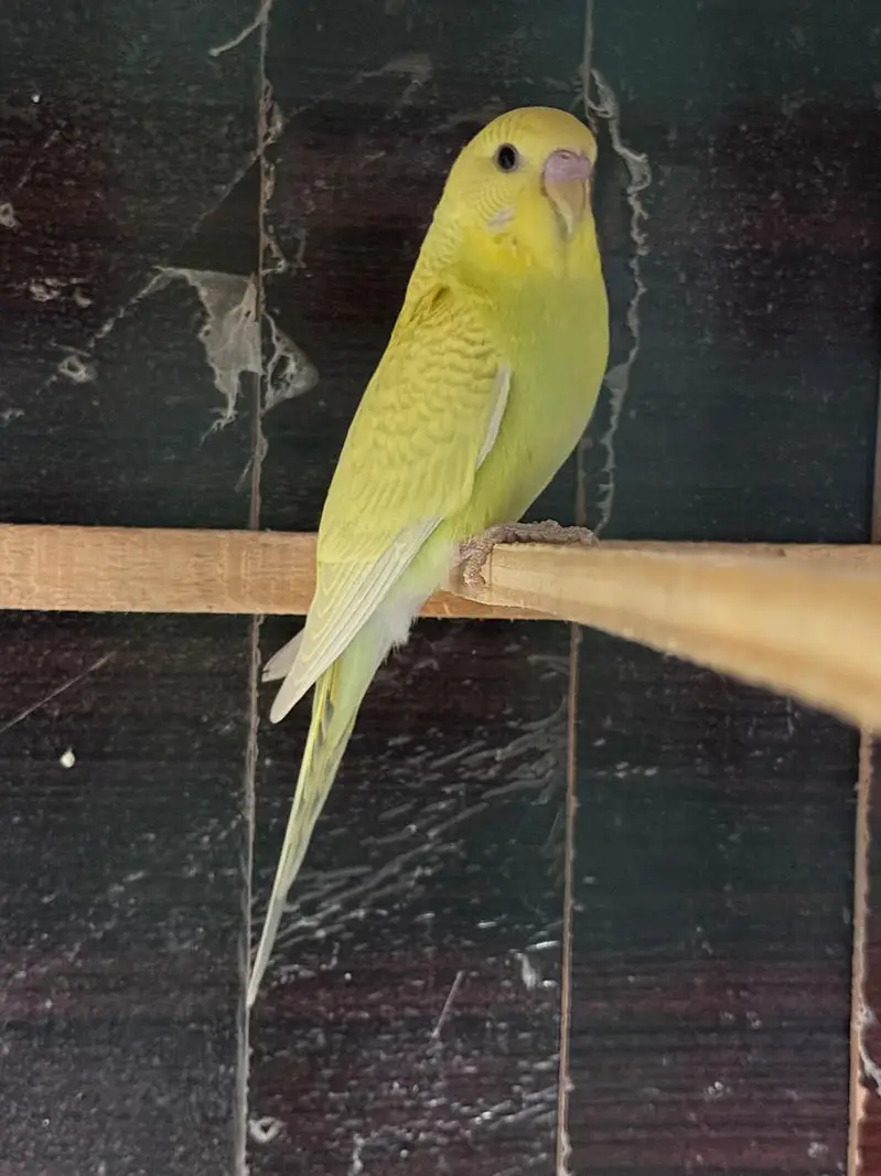 Love birds and budgies breeder pair — photo 7