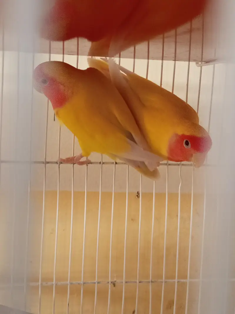 Love birds and budgies breeder pair — photo 8