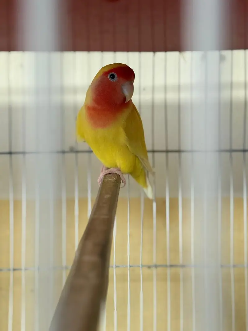 Love birds and budgies breeder pair — photo 9