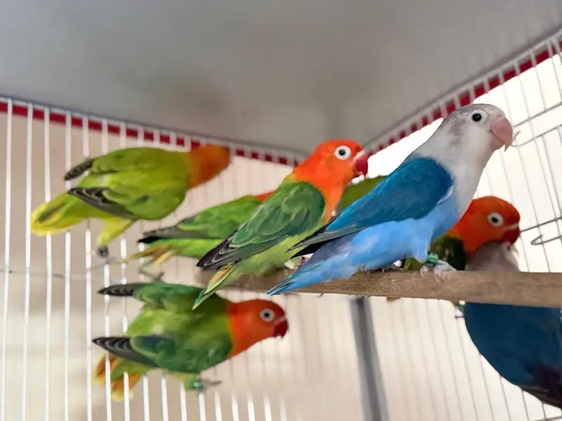 Love birds and budgies breeder pair — photo 10