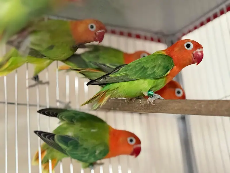 Love birds and budgies breeder pair — photo 11