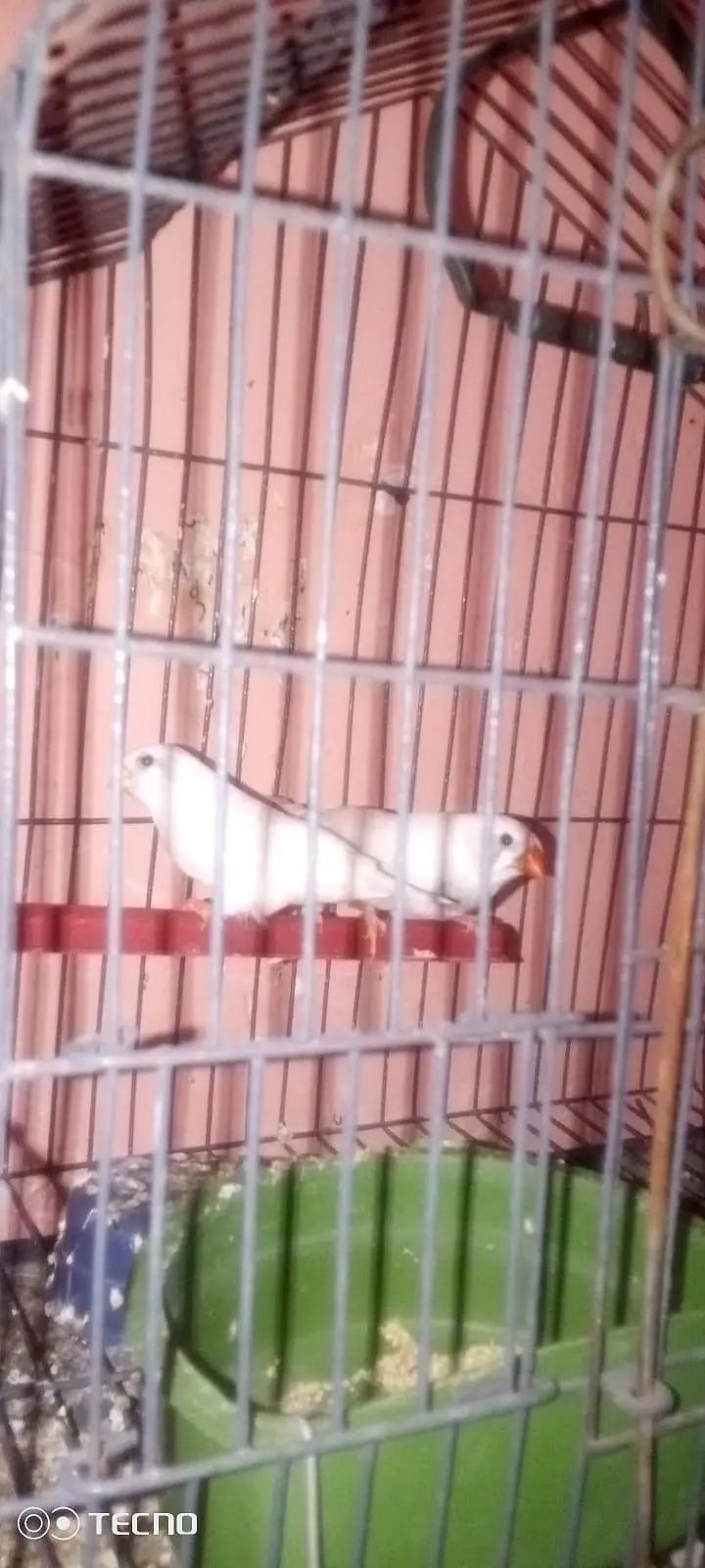 Love birds and budgies breeder pair — photo 12