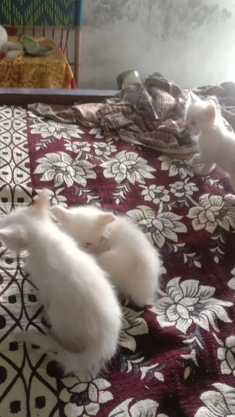 kitten for sale 4 bchy hain — photo 2