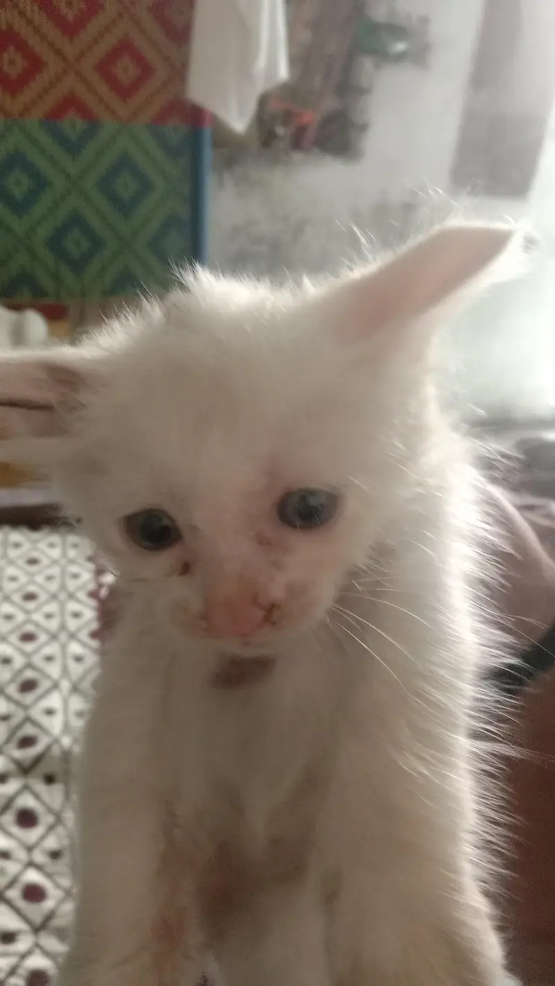 kitten for sale 4 bchy hain — photo 3