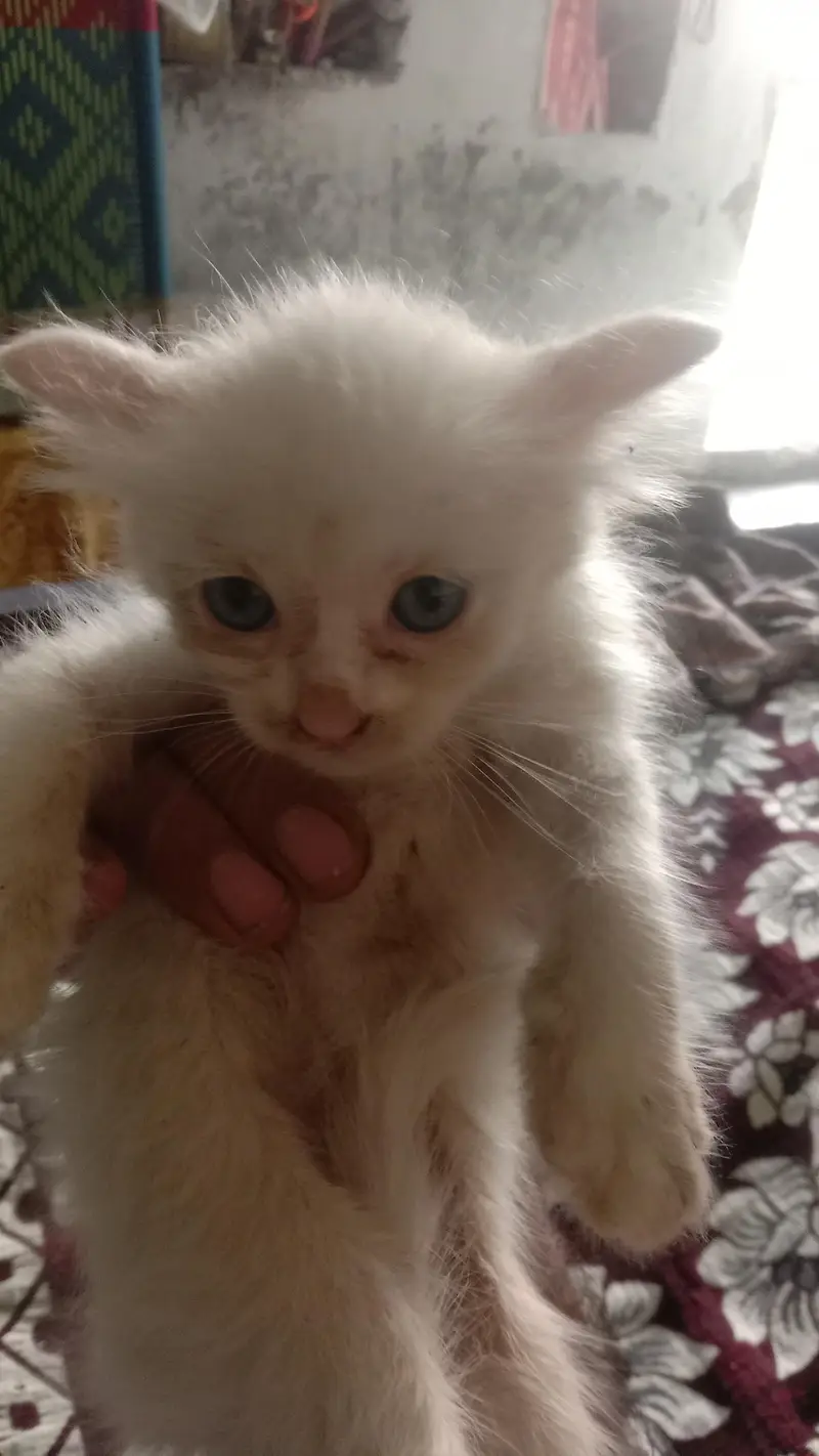 kitten for sale 4 bchy hain — photo 4