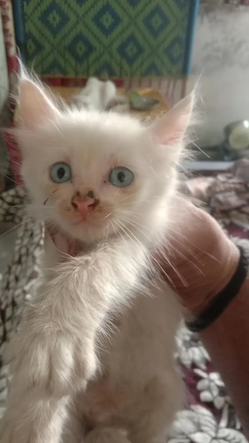 kitten for sale 4 bchy hain — photo 6