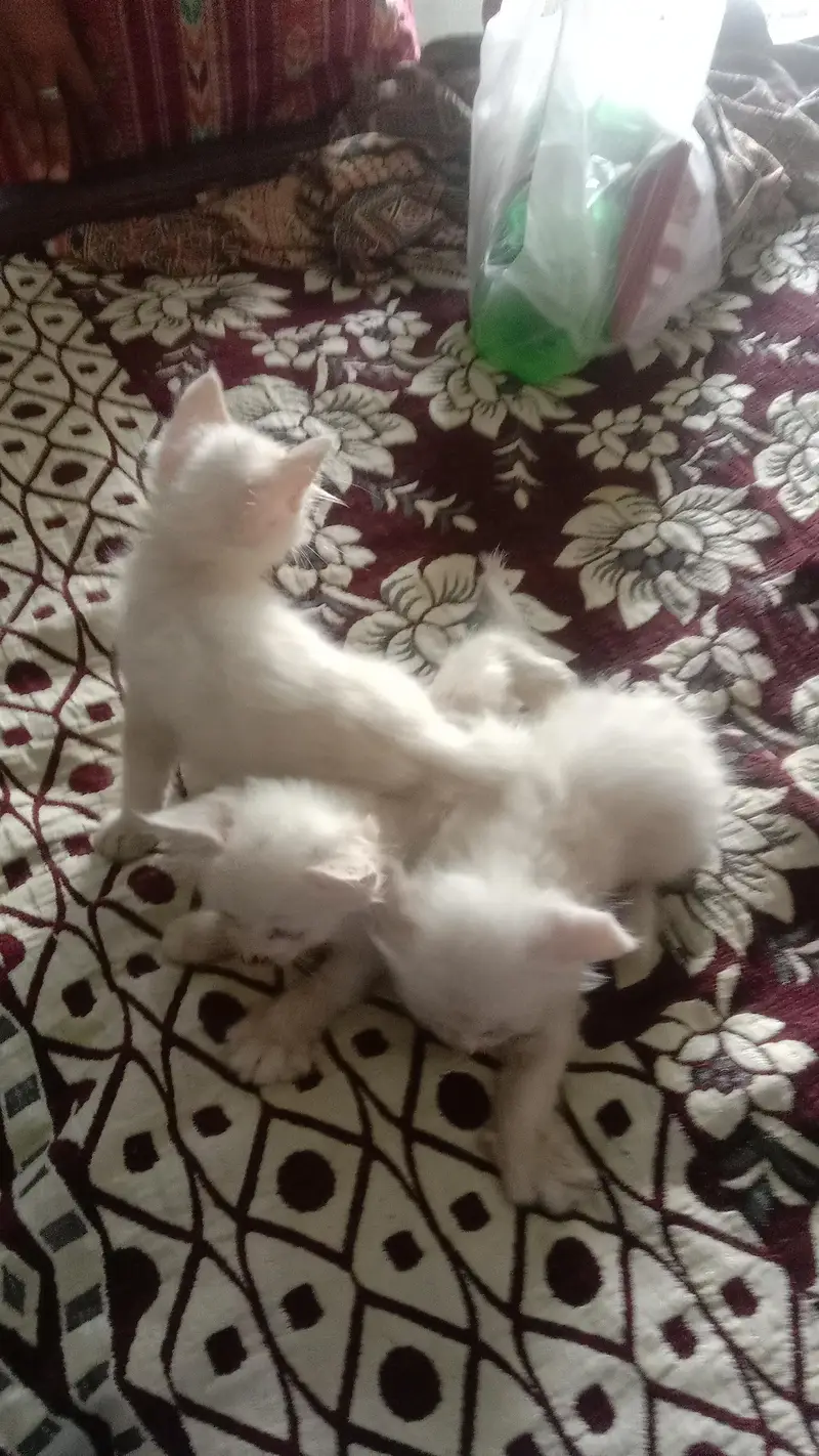 kitten for sale 4 bchy hain — photo 8