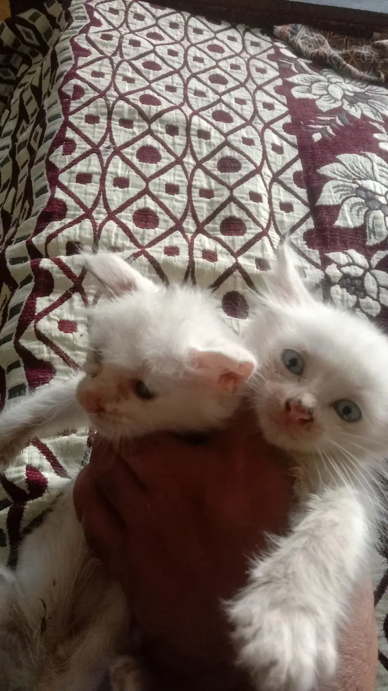 kitten for sale 4 bchy hain — photo 10